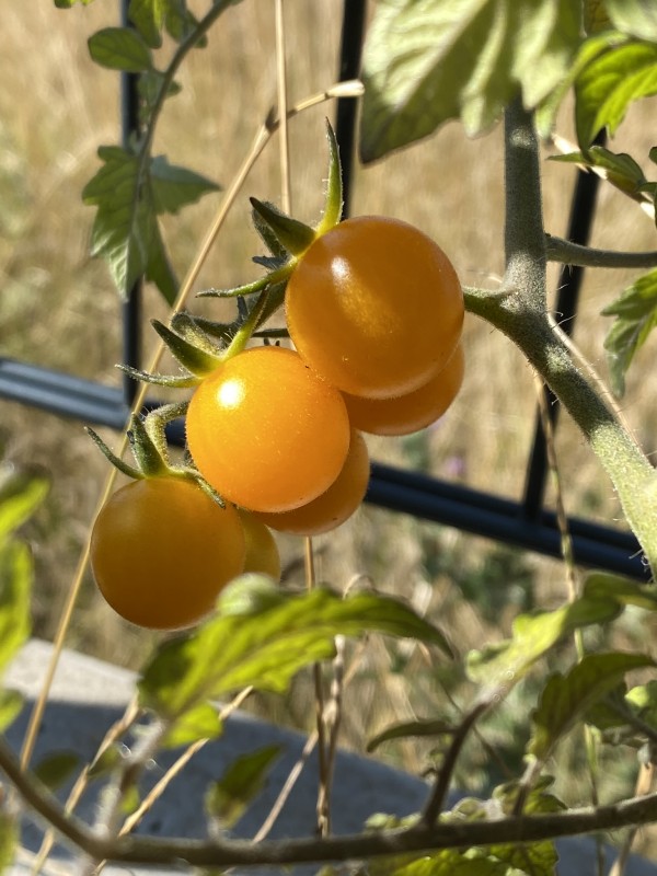 Tomates cerises/olivettes - 250 g - Le Gros Pommier 