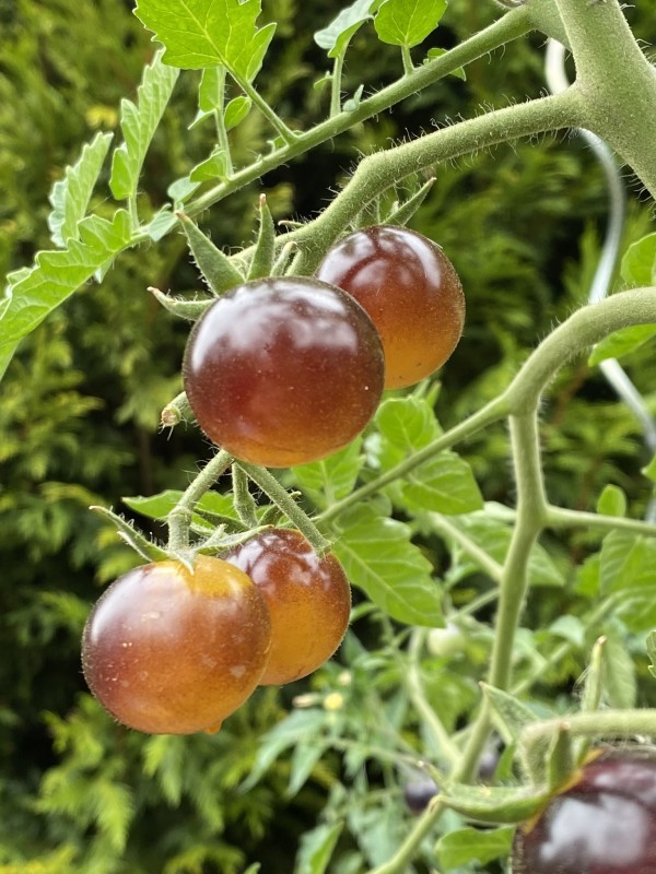 Tomates cerises/olivettes - 250 g - Le Gros Pommier 
